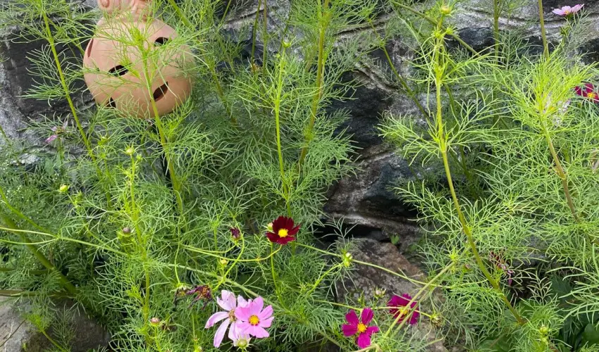 Kiskilenc Vendghz Szarvask - Hsvt (min. 2 j)