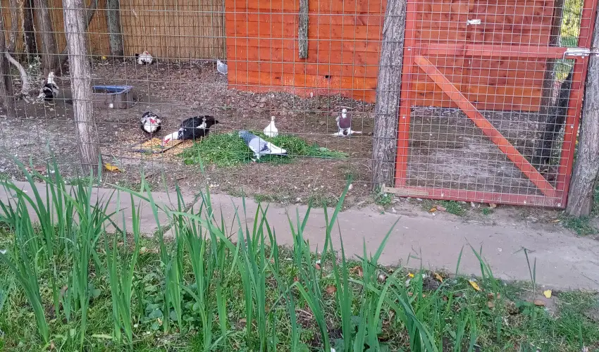 Krs Vendghz Szarvas - Hsvt (min. 2 j)