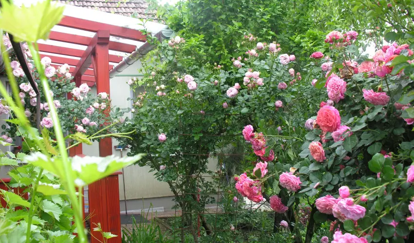 Lelkesh�z Szarvas - H�sv�t 