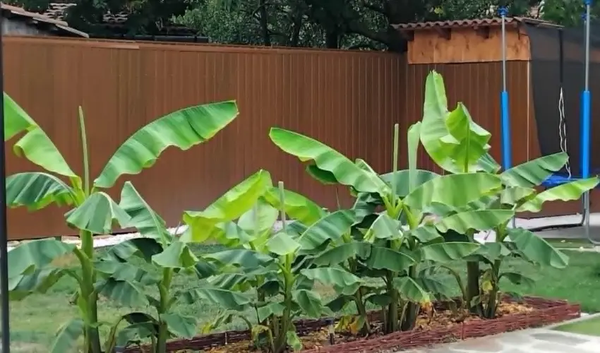 Lilla Apartmanhzak Szilvsvrad - Hsvt