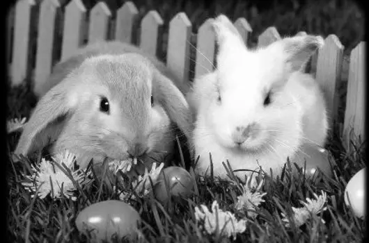 Lipicai Hotel - Hsvt