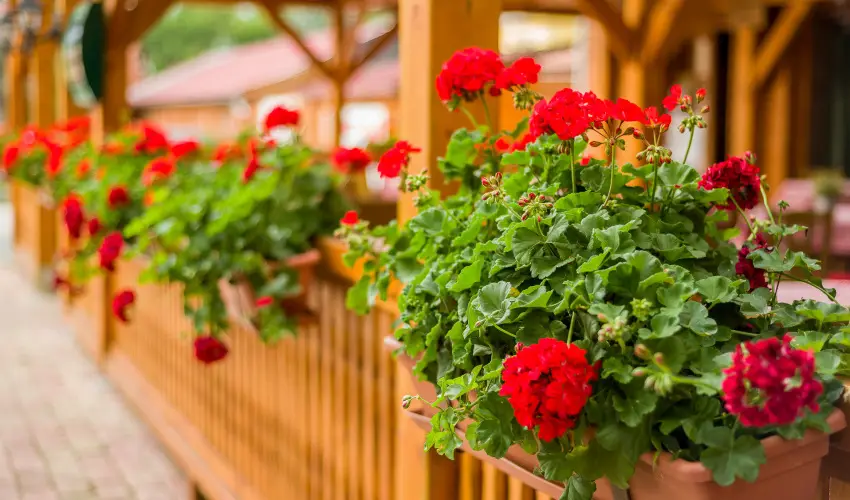 Lipicai Hotel Szilvsvrad - Hsvt (min. 2 j)