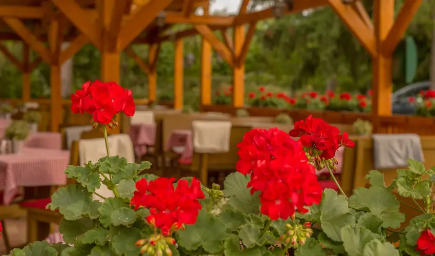 Lipicai Hotel Szilvsvrad - Hsvt (min. 2 j)