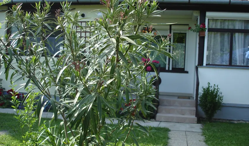 Liza Apartman Gyula - Hsvt (min. 2 j)