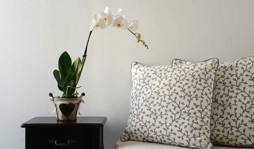 Malom-t Vendghz Tapolca - Hsvt