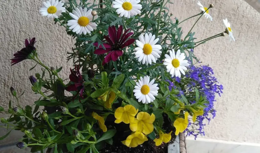 Margar�ta Panzi� S�rospatak - H�sv�t (min. 2 �j)