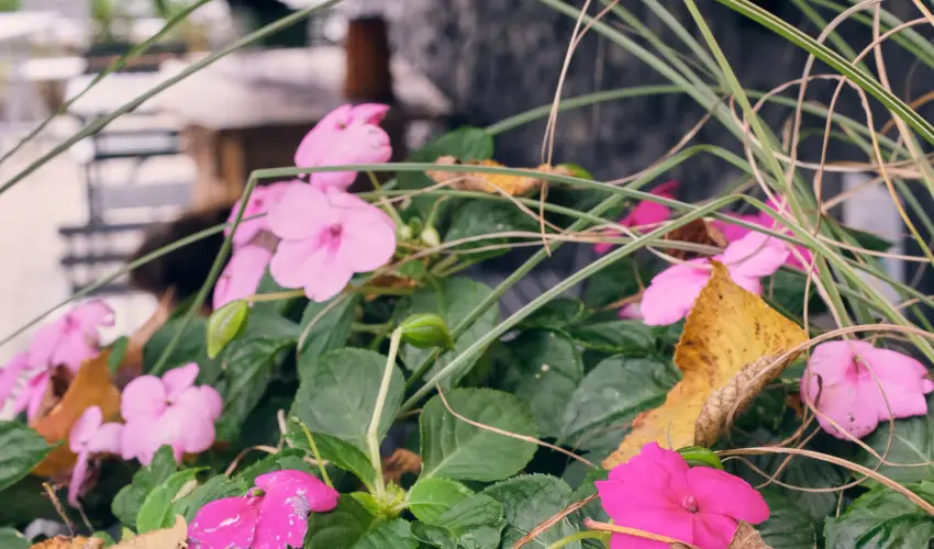 Neptun Badacsony Badacsony - Hsvt 