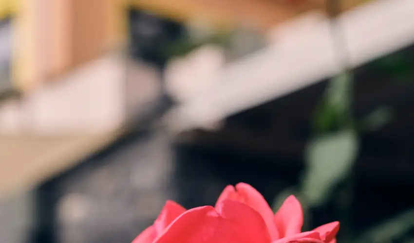 Neptun Badacsony Badacsony - Hsvt 