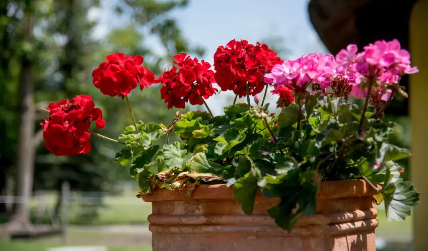 Nyerges Hotel Term�l Monor - H�sv�t 