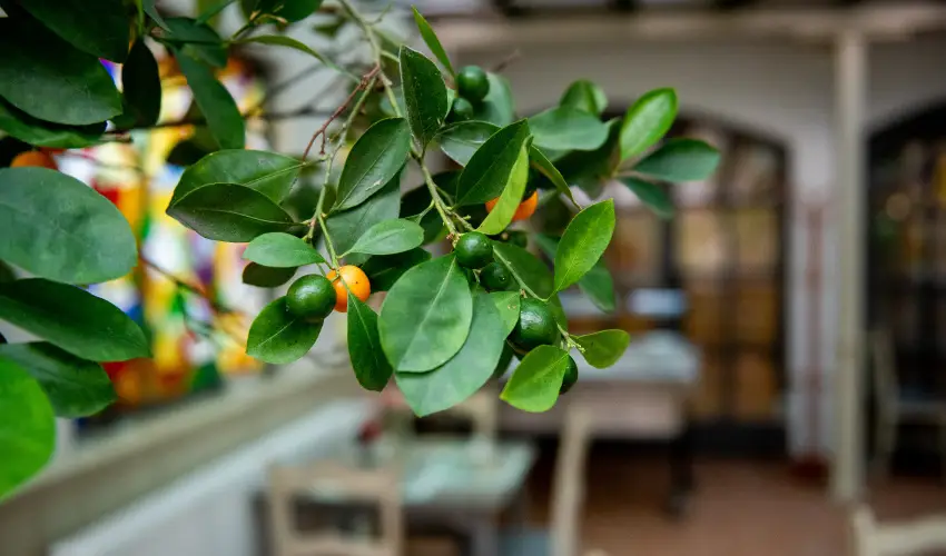 Nyerges Hotel Term�l Monor - H�sv�t 