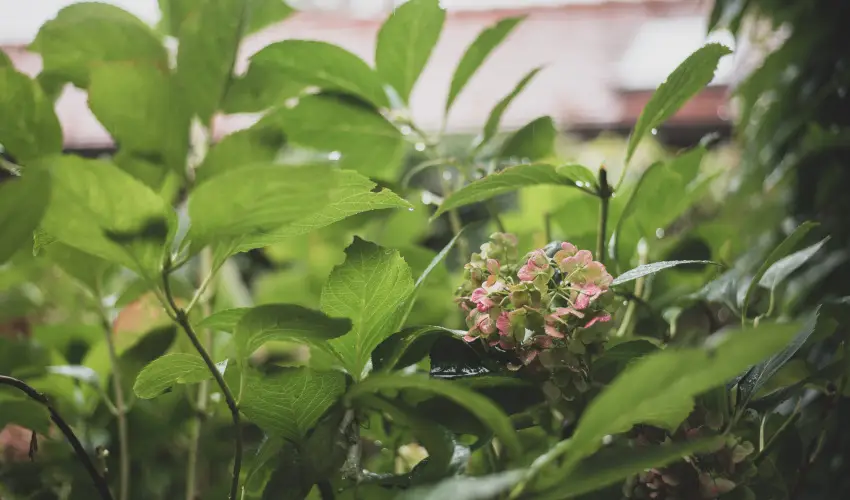 reg Prs Butikhotel Mr - Hsvt 