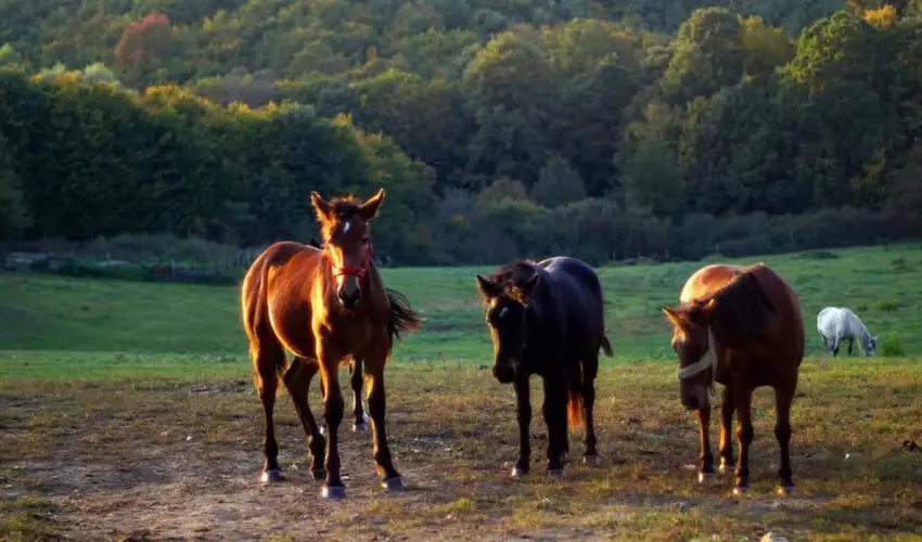 Rcz Tanya Orf - Hsvt