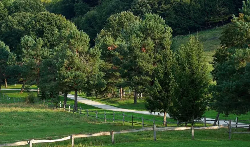 Rcz Tanya Orf - Hsvt