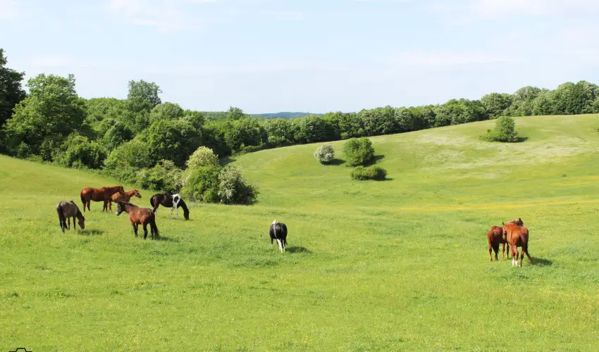Rcz Tanya Orf - Hsvt
