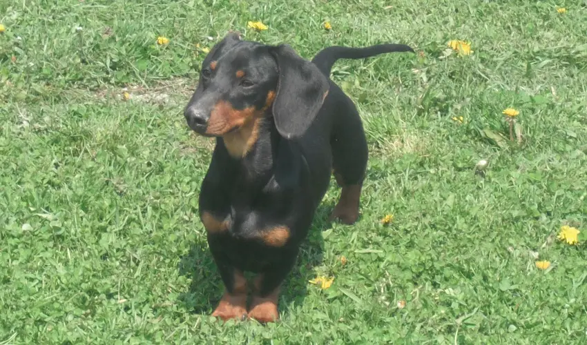 Sokor Fogad Sokorptka - Hsvti kavalkd (min. 3 j)