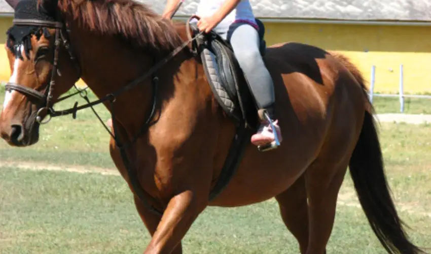 Sokor Fogad Sokorptka - Hsvti kavalkd (min. 3 j)