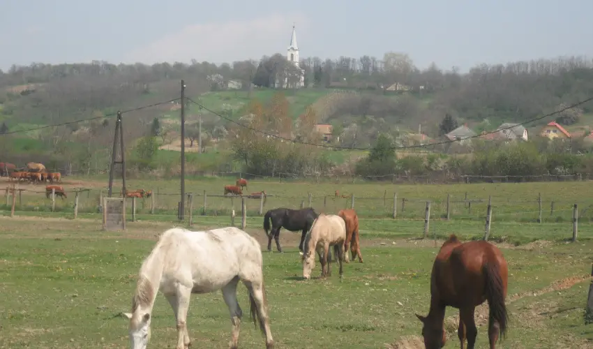 Sokor Fogad Sokorptka - Hsvti kavalkd (min. 3 j)