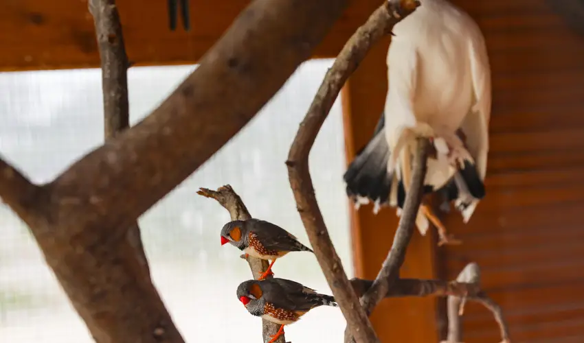 Sokor Fogad Sokorptka - Hsvti kavalkd (min. 3 j)