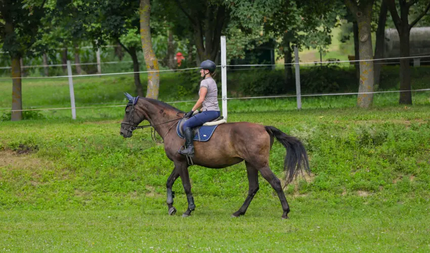 Sokor Fogad Sokorptka - Hsvti kavalkd (min. 3 j)