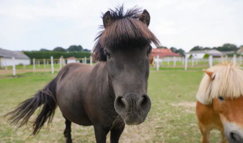 Sokor Fogad Sokorptka - Hsvti kavalkd (min. 3 j)