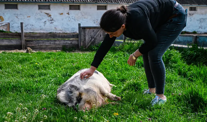 Sokor� Fogad� Sokor�p�tka - H�sv�t