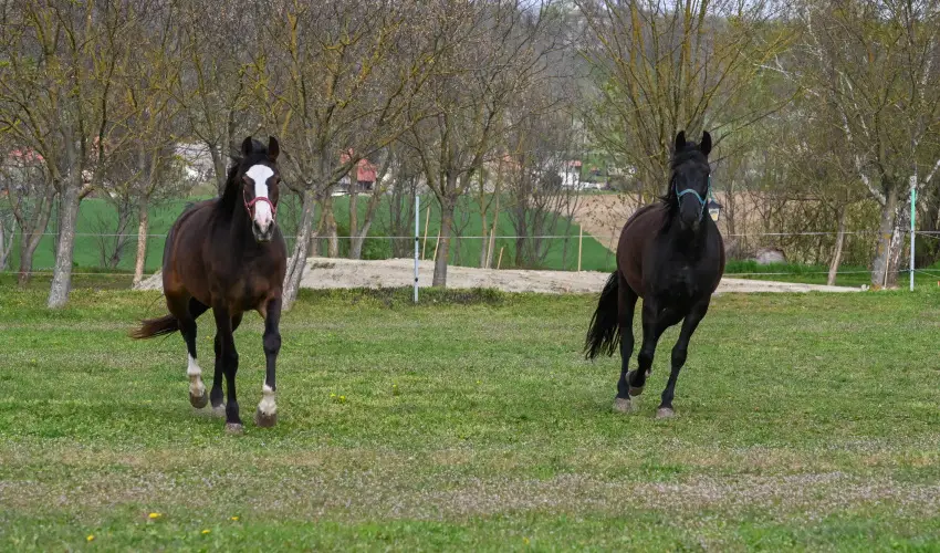 Sokor� Fogad� Sokor�p�tka - H�sv�t