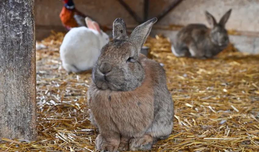 Sokor� Fogad� Sokor�p�tka - H�sv�t