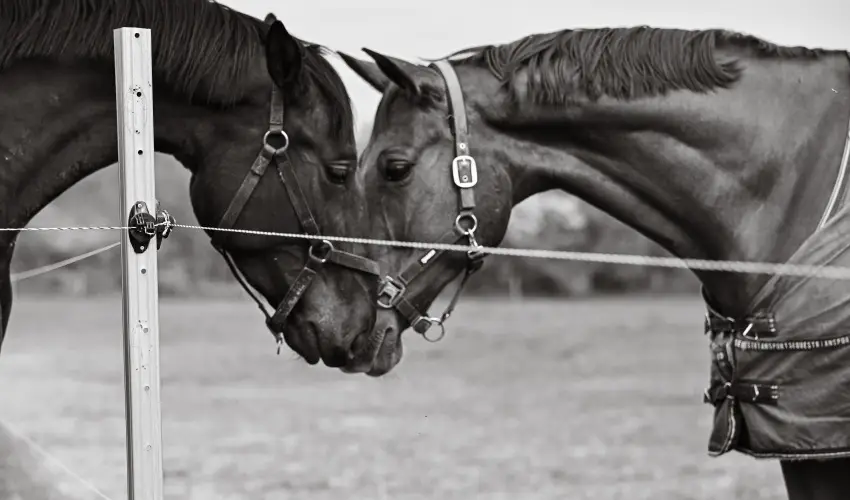 Sokor� Fogad� Sokor�p�tka - H�sv�t