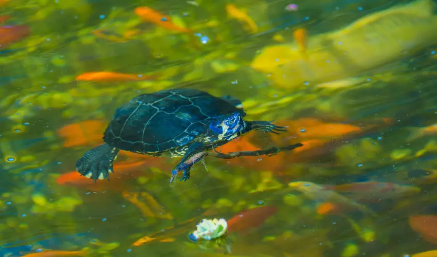 SunGarden Wellness Hotel Si�fok - H�sv�t (min. 3 �j)