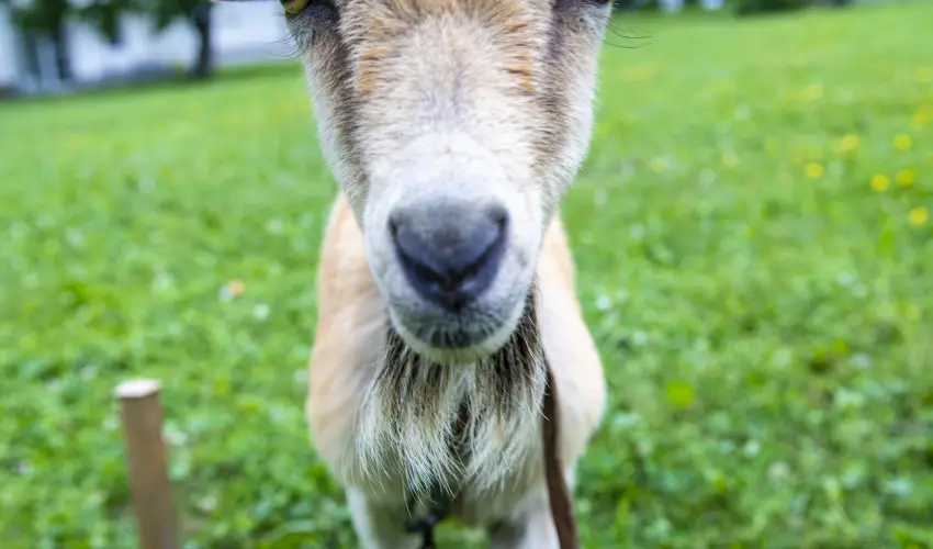 Term�l Apartmanok & Kemping Hark�ny Hark�ny - H�sv�t