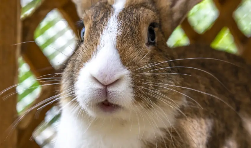 Term�l Apartmanok & Kemping Hark�ny Hark�ny - H�sv�t