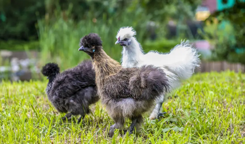 Term�l Apartmanok & Kemping Hark�ny Hark�ny - H�sv�t