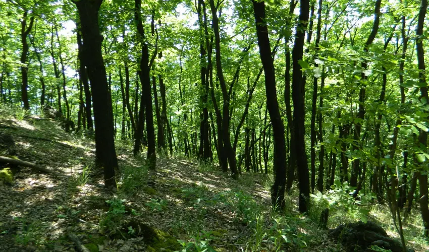 T�kert Fogad� Nagym�nyok - H�sv�t