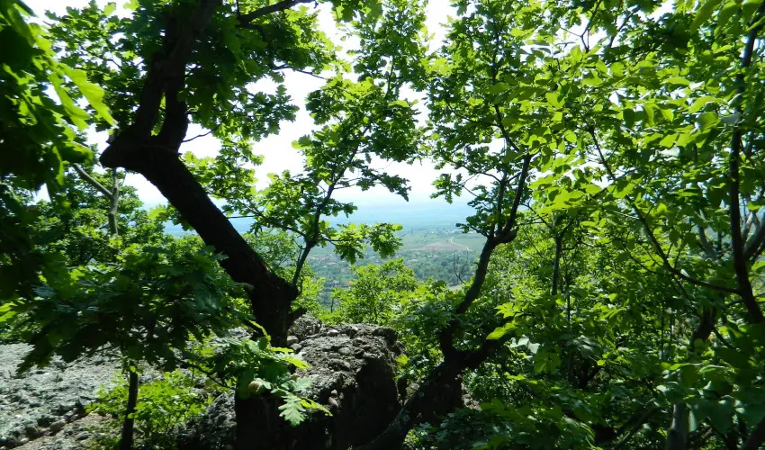 T�kert Fogad� Nagym�nyok - H�sv�t