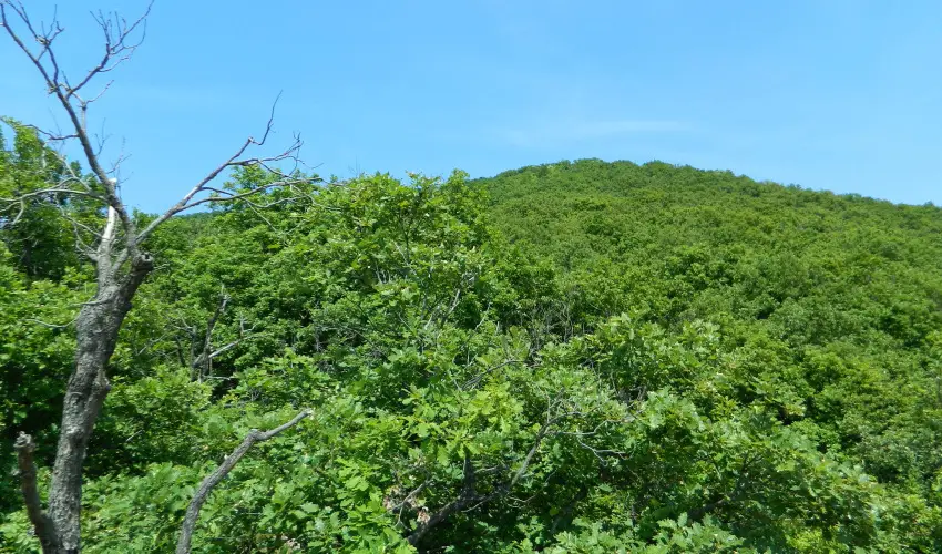 T�kert Fogad� Nagym�nyok - H�sv�t