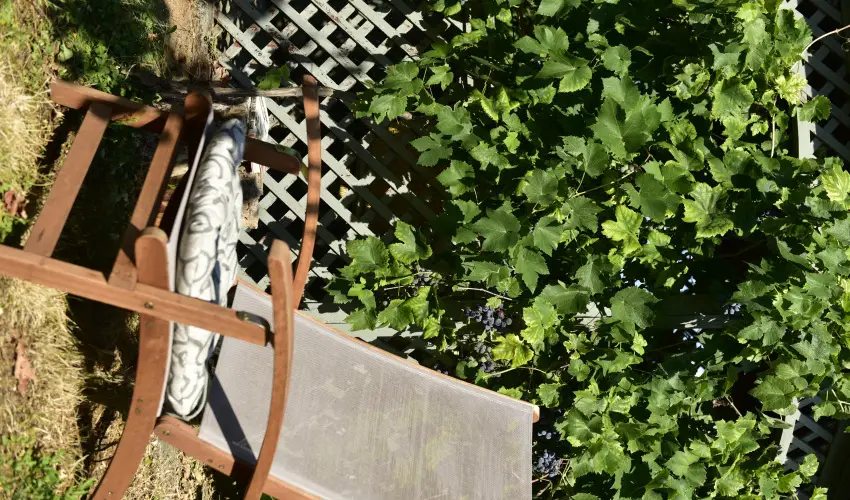 Torncos Vendghz Krshegy - Hsvt