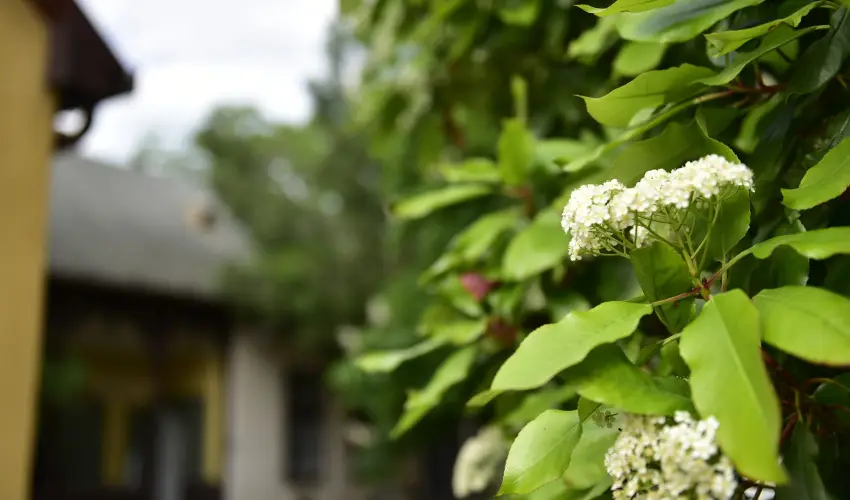 Torncos Vendghz Krshegy - Hsvt