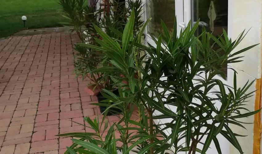 Turul Tanya  Mrahalom - Hsvt