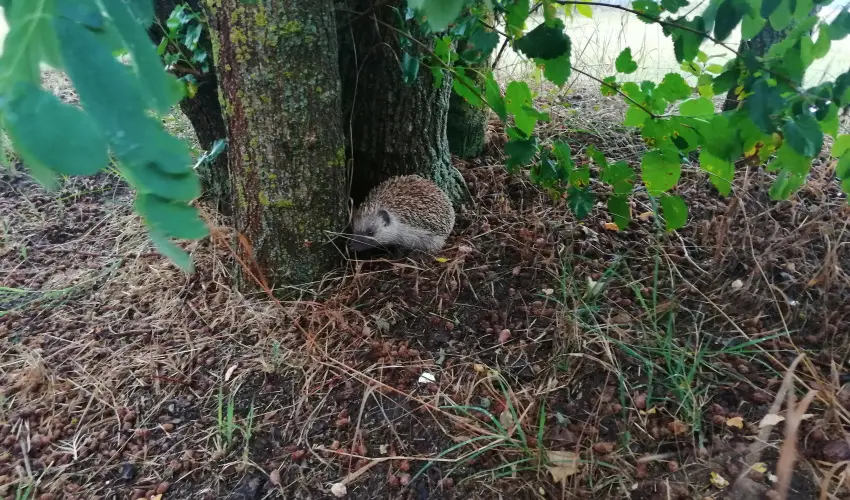 Turul Tanya  Mrahalom - Hsvt