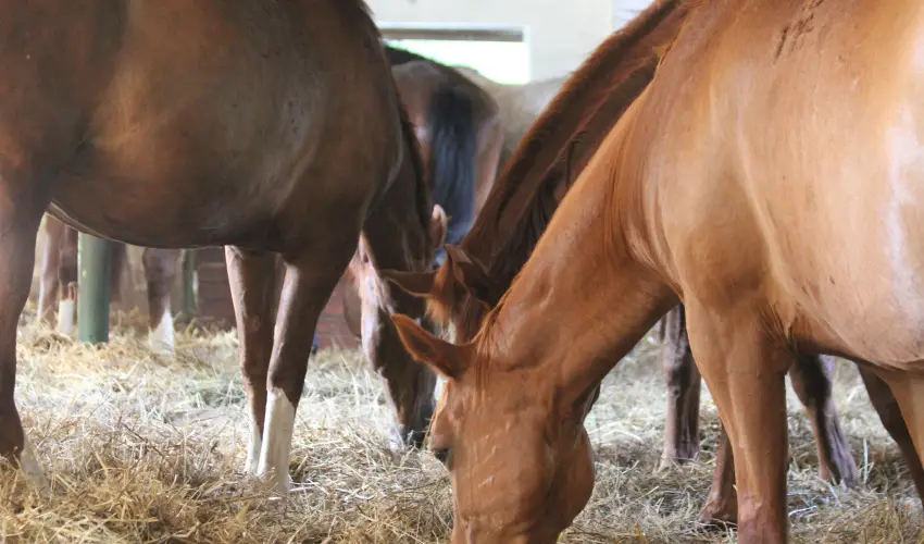 Vadkert Major Sárvár - Húsvét