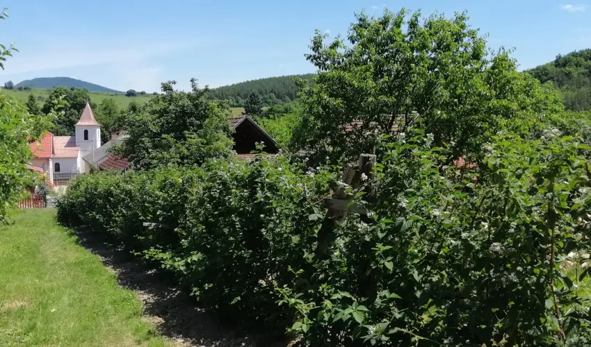 Zempl�ni T�nd�rkert Vend�gh�z F�z�rkoml�s - H�sv�t (min. 2 �j)