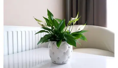 Zenit Panzi� Miskolctapolca