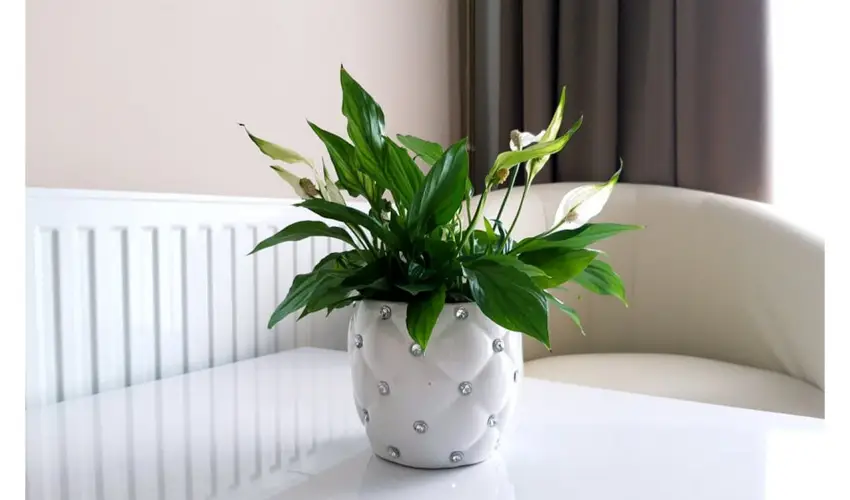 Zenit Panzi� Miskolctapolca - H�sv�t 